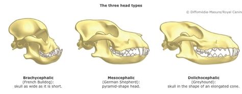 Informationen zum Brachycephalen Syndrom