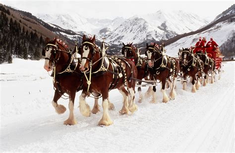 Budweiser Clydesdale Wallpaper - WallpaperSafari