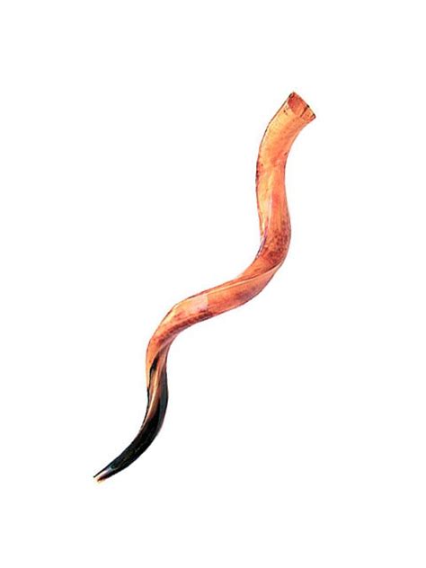 Yemenite Shofar From Israel-Sizes 11"-39" - 3 Arches USA