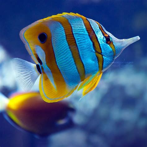 Multicolored saltwater fish | Exotic Fish | Pinterest | Saltwater aquarium fish, Marine fish ...