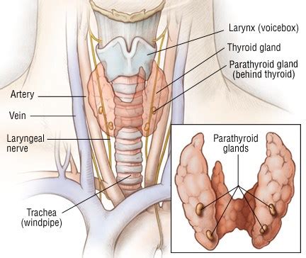 The Parathyroid Glands: What Do They Do? - Thyroid Clinic Sydney