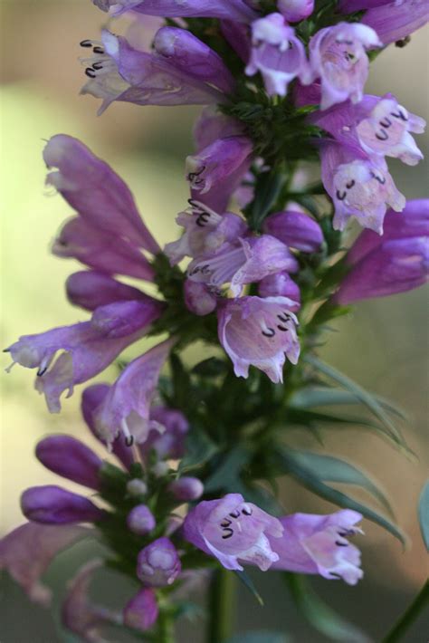 Native Florida Wildflowers: Obedient Plant - Physostegia virginiana