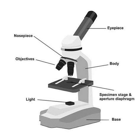 Simple and Compound Microscope | Unacademy