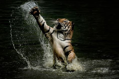 Tiger splashes around in water and stretches paws in the air as fearsome predator shows its ...