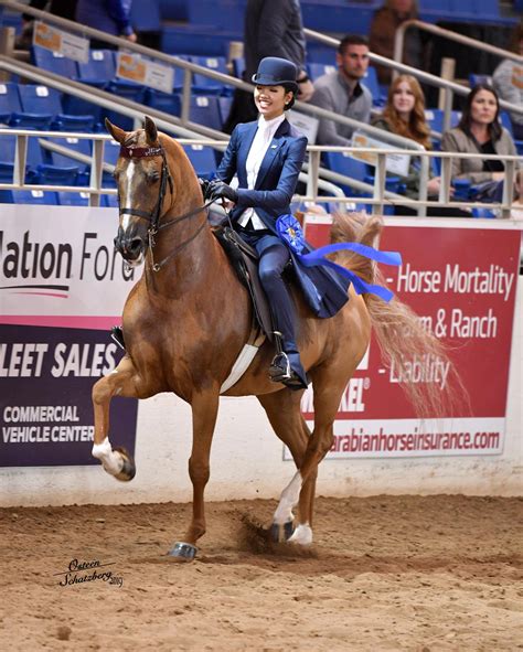 64th Scottsdale Arabian Horse Show Culminates a Week of Fun and Cold Weather! | US Equestrian