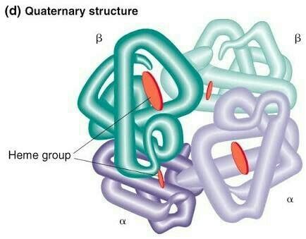 Quaternary structure of protein hemoglobin - Brainly.in