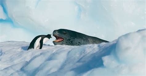 ¡No tengo tele! / La persecución de una foca leopardo para comerse a un pingüino es el mejor ...