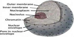 Nuclear Membrane: Function and Structure - QS Study