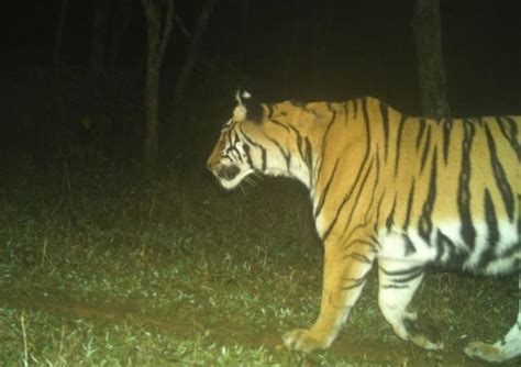 Pseudo-melanistic Tiger Cub's Appearance Amazes Wildlife Observers