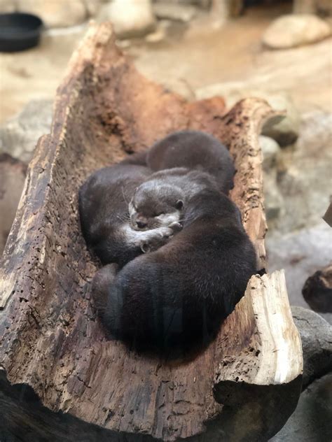 In Otter News on Twitter | Otters, Cuddling, Baby otters