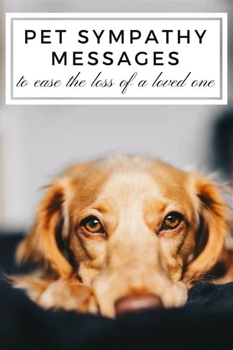 dog condolences - Google Search | Pet sympathy quotes, Pet sympathy ...