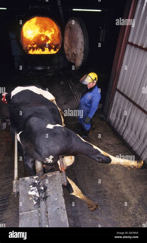 Suspected BSE, cattle suspected with Mad Cow disease are incinerated. Midlands UK Stock Photo ...