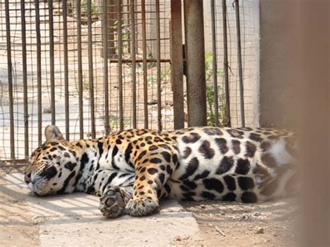 Panthera onca / Jaguar in Badaling Wildlife Park