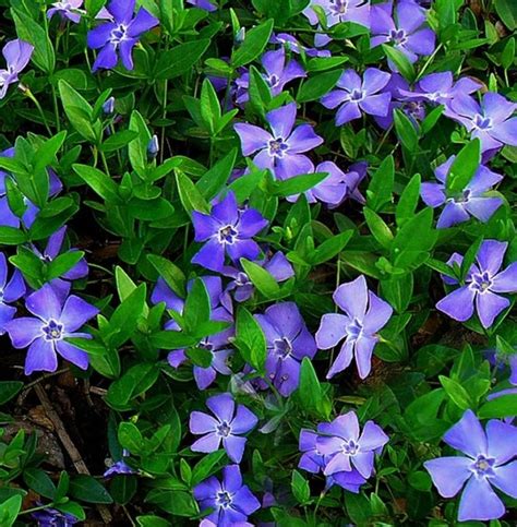 Vinca minor | Shrubs | Turlough Nursery