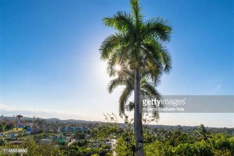 Cuban National Tree Photos and Premium High Res Pictures - Getty Images