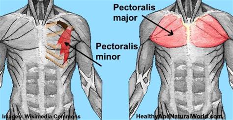 Pulled Muscle in Chest: Causes, Symptoms, and Treatment