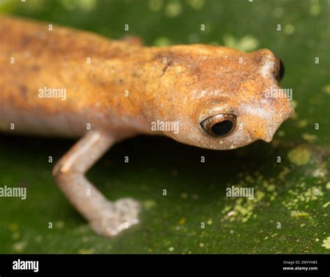 Lungless Salamander (Bolitoglossa sp.), Orellana, Ecuador Stock Photo - Alamy