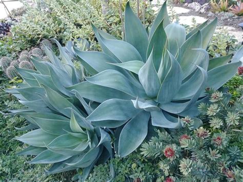 PlantFiles Pictures: Agave, Century Plant, Maguey 'Blue Flame' (Agave ...