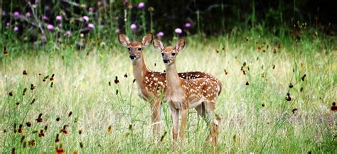 Best WildLife Sancturies In Goa For All Animal Lovers