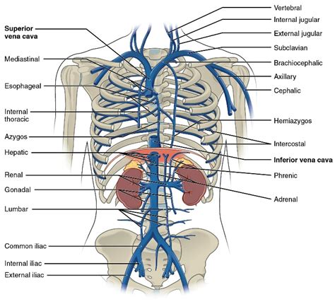 Brachiocephalic Vein | MedicineBTG.com