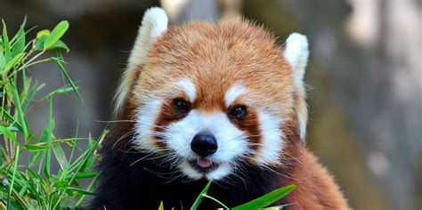 The Science of Cute and Why You Want to Bite This Baby Red Panda | Inverse