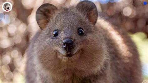 Quokka Simple Wikipedia Amazing Animal Facts in English - YouTube