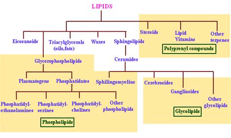 functions of lipids. Function Diagram, Structure And Function, Biochemistry Notes, Nucleic Acid ...