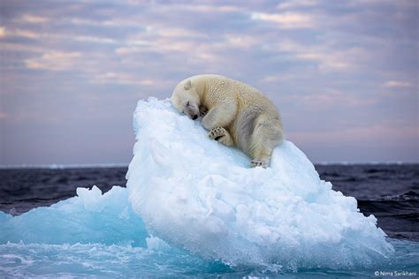 polar bear photo - ORYX Photo Tours