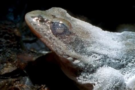 Frozen wood frog in Alaska (VIDEO) | BOOMSbeat