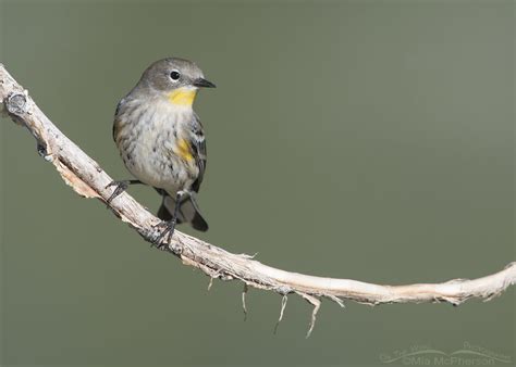 Migrating Yellow-rumped Warblers - On The Wing Photography