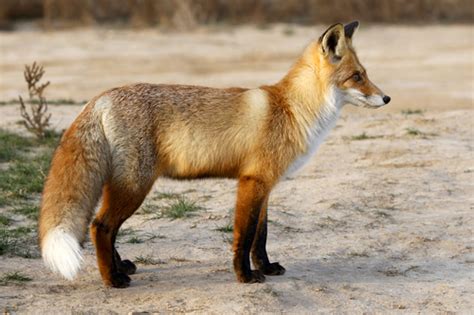 Red Fox (Vulpes vulpes) · iNaturalist Australia