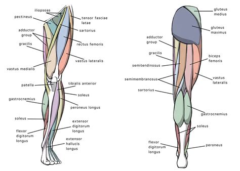 Esportes Avalie Corporação leg diagram Por Pompéia ferro