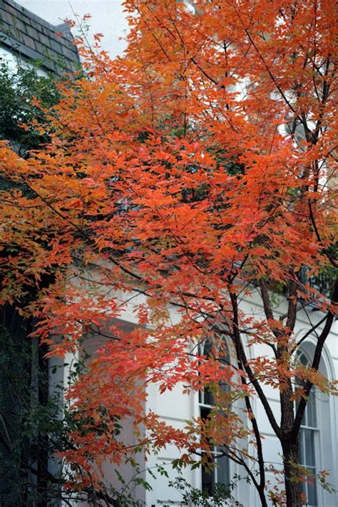 Brown Leaves of a Tree During Autumn · Free Stock Photo