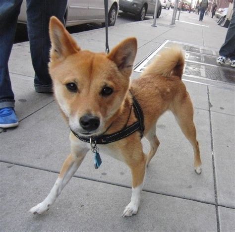 Shiba Inu Chihuahua Mix | Shibas are so foxy. | Awesomeness | Shiba inu ...