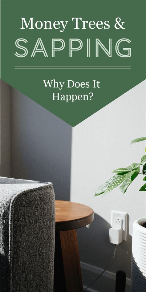 Money Trees and Sapping: What Is It & Why Does It Happen? - The Healthy Houseplant Scale Insects ...