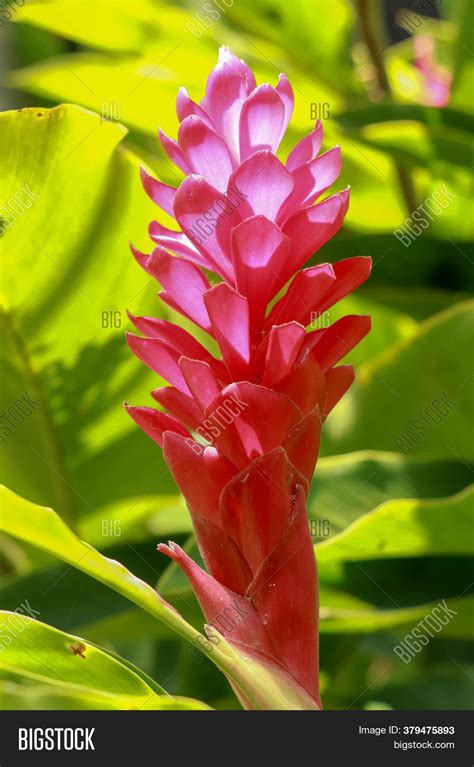 Red Ginger Flower Image & Photo (Free Trial) | Bigstock