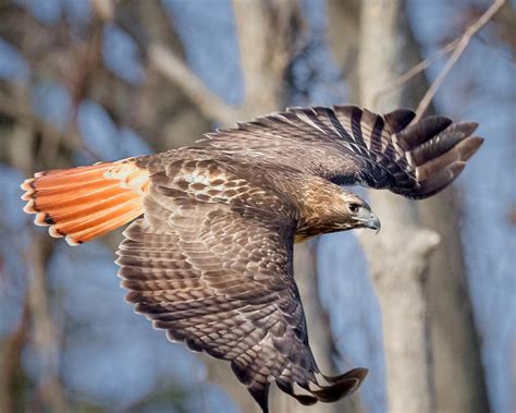 Red Tailed Hawk Flying Photograph by Bill Wakeley - Fine Art America