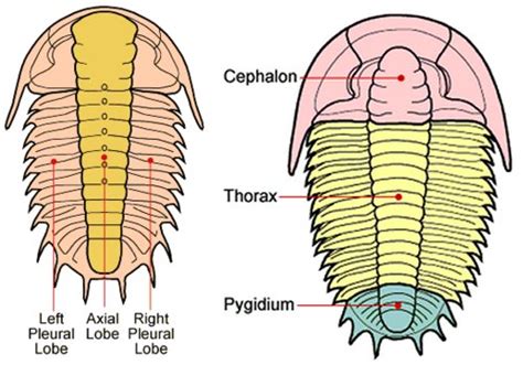 Trilobite Anatomy – Scienceandsf -A Blog Published by Robert A. Lawler