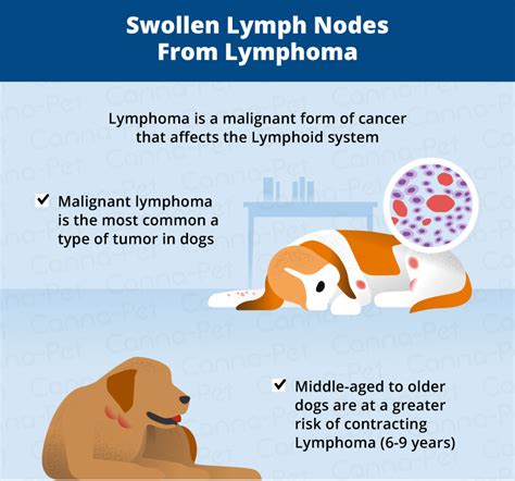 Where Are Dogs Lymph Nodes In Neck