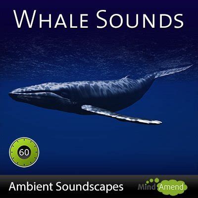 Whale Sounds on Mp3 - Ambient Soundscape