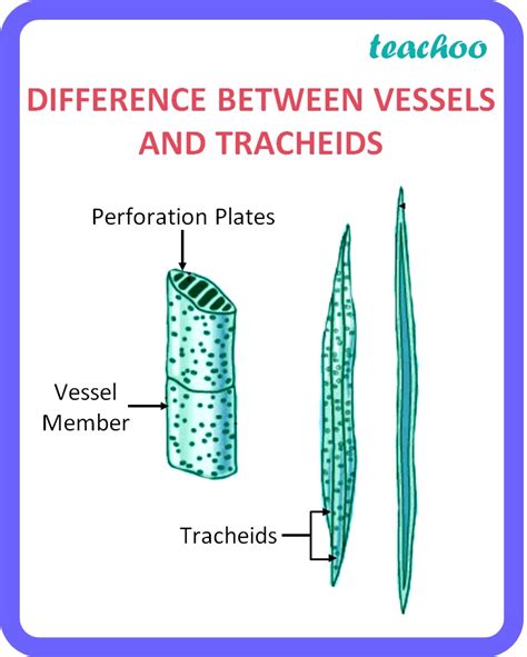 [Class 10 Life Processes] Differentiate between tracheids and vessels?