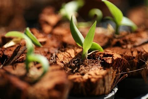 Orchid Seed Germination: Can You Grow An Orchid From Seed | Gardening Know How