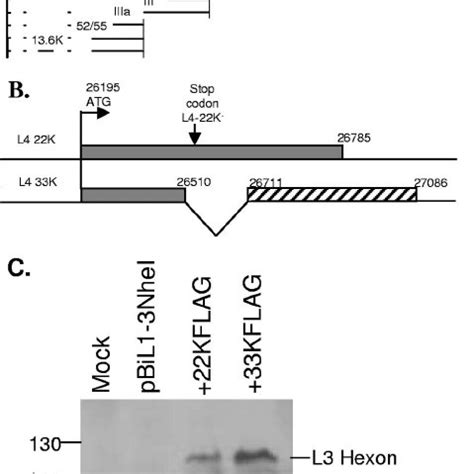 (A) Schematic diagram of the major late transcription unit showing the ...