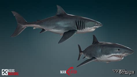 KEOS MASONS - Maneater - Great White Shark