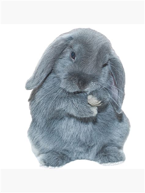 "A Grey Mini Lop Bunny Rabbit Art" Photographic Print by CarnageC | Redbubble