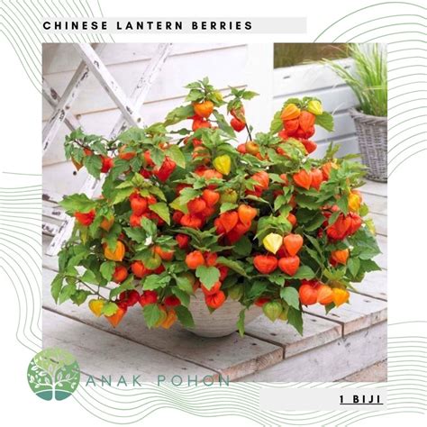 Jual Benih Bibit Biji - Chinese Red Lantern Berries (Physalis alkekengi) Seeds - IMPORT UK ...