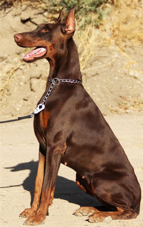 KING OF DOBERMANS | Doberman Pinscher Breeder | TUJUNGA, California