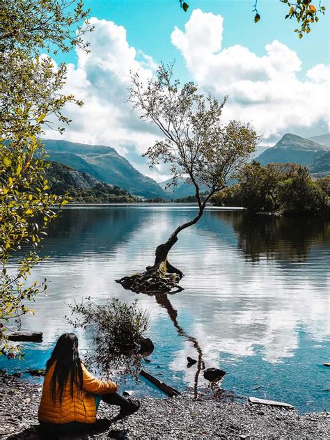 Lonely Tree Llanberis Location - How To Find The Famous Lone Tree In Llyn Padarn, Snowdonia!