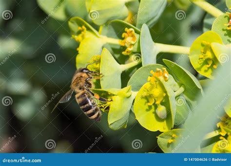 Honey Bee, Pollination Process Stock Photo - Image of macro, farm: 147004626