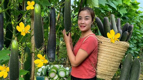 harvest green squash garden to sell at market & bamboo gardening ideas ...